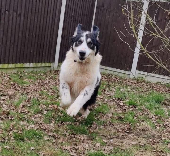 Blanca Halo enjoying her sanctuary life
