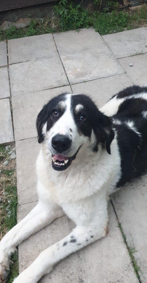 Blanca at Broken Halo Rescue