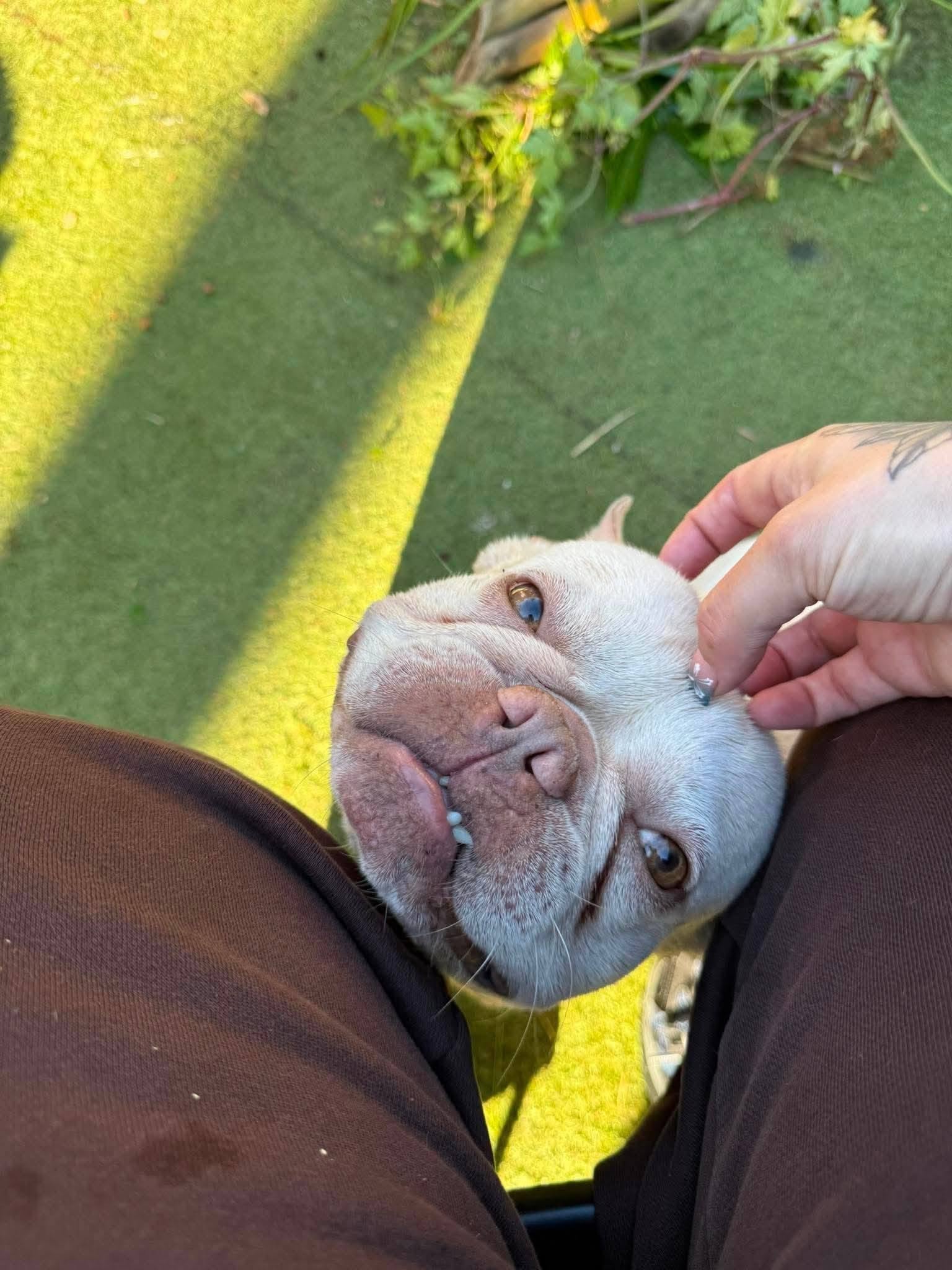 Bruno at Broken Halo Rescue