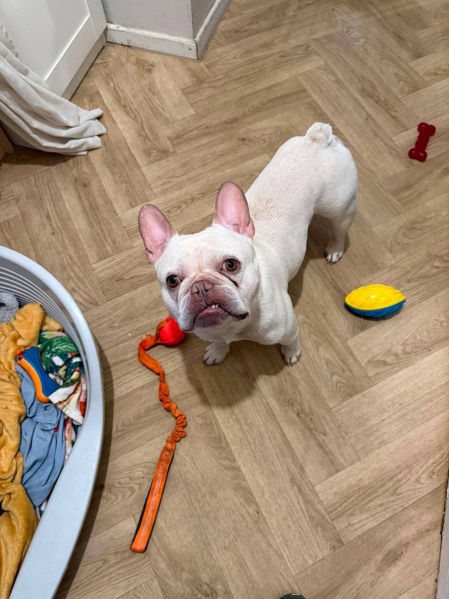 Bruno, a cream French Bulldog looking for an urgent foster home