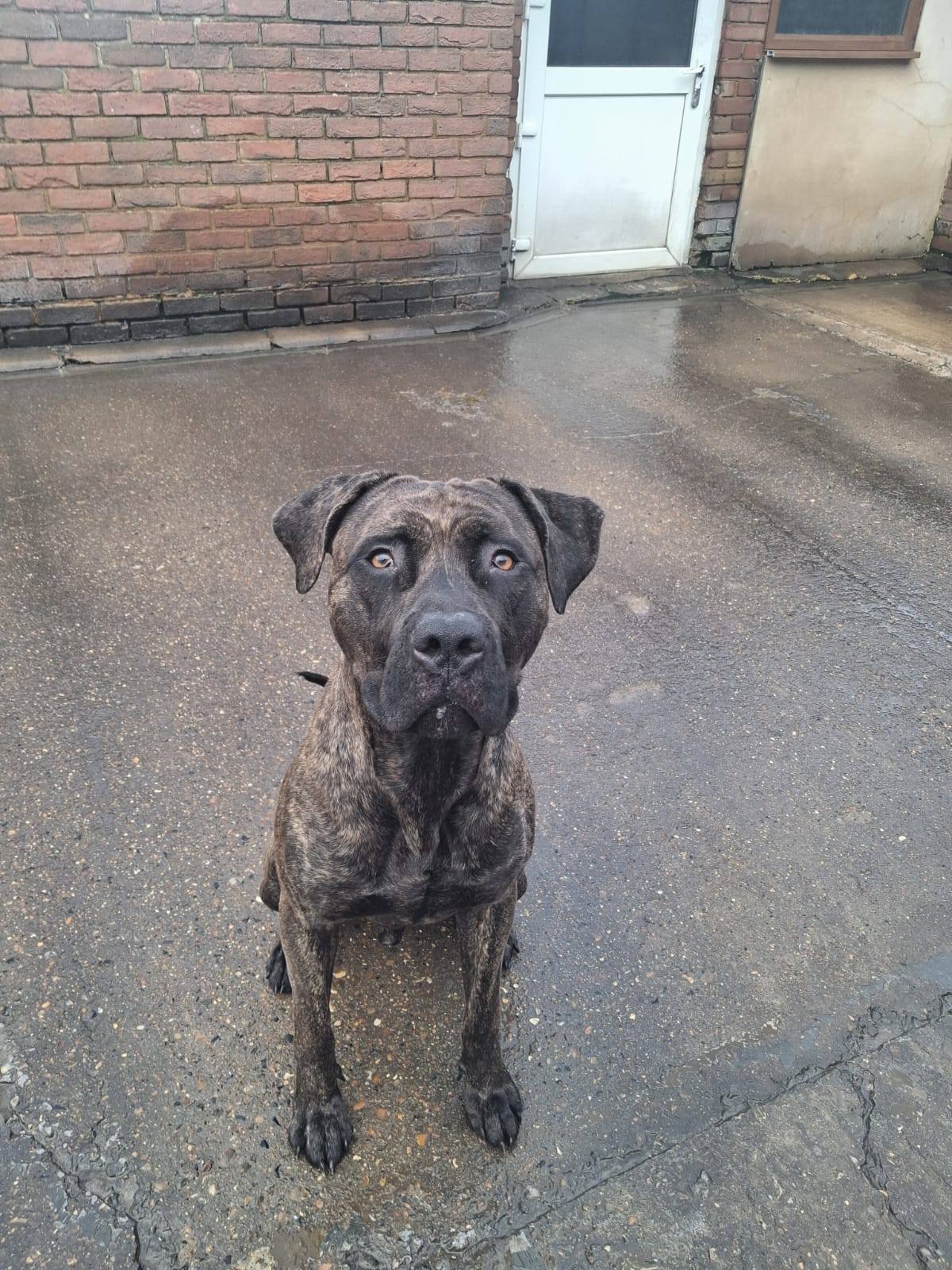 Buddy at Broken Halo Rescue