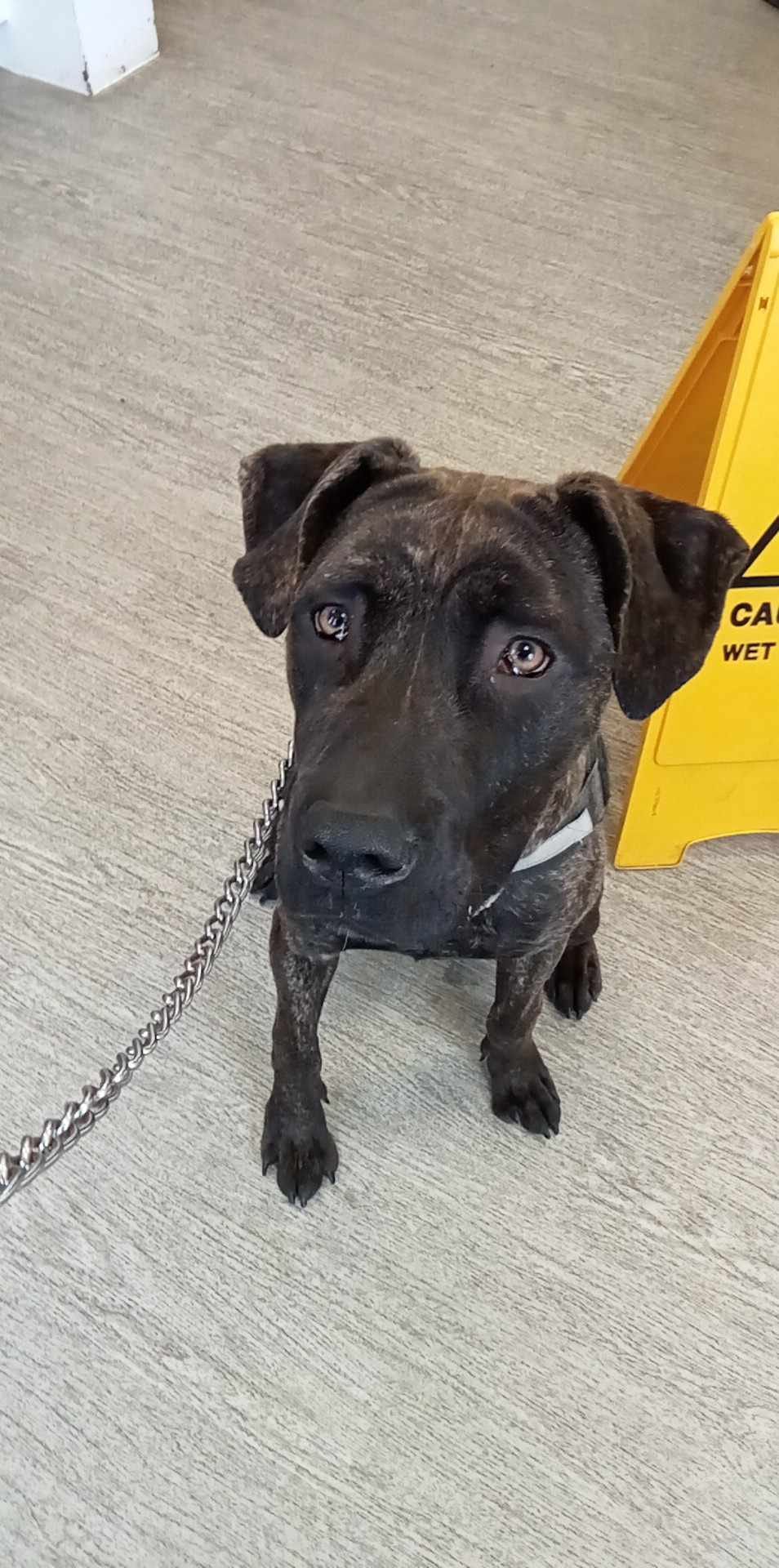 Buddy in kennels looking hopeful