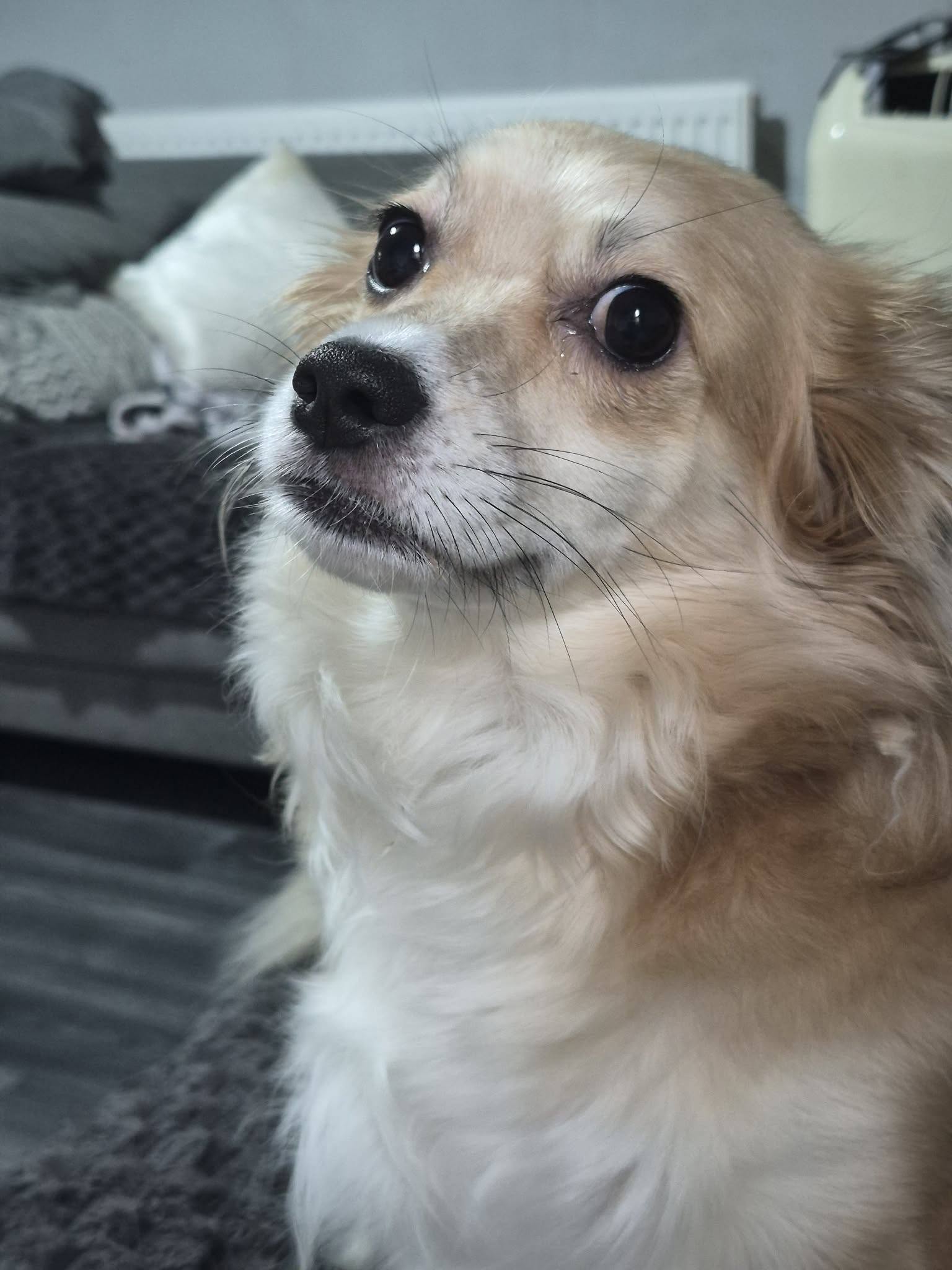 Delilah at Broken Halo Rescue
