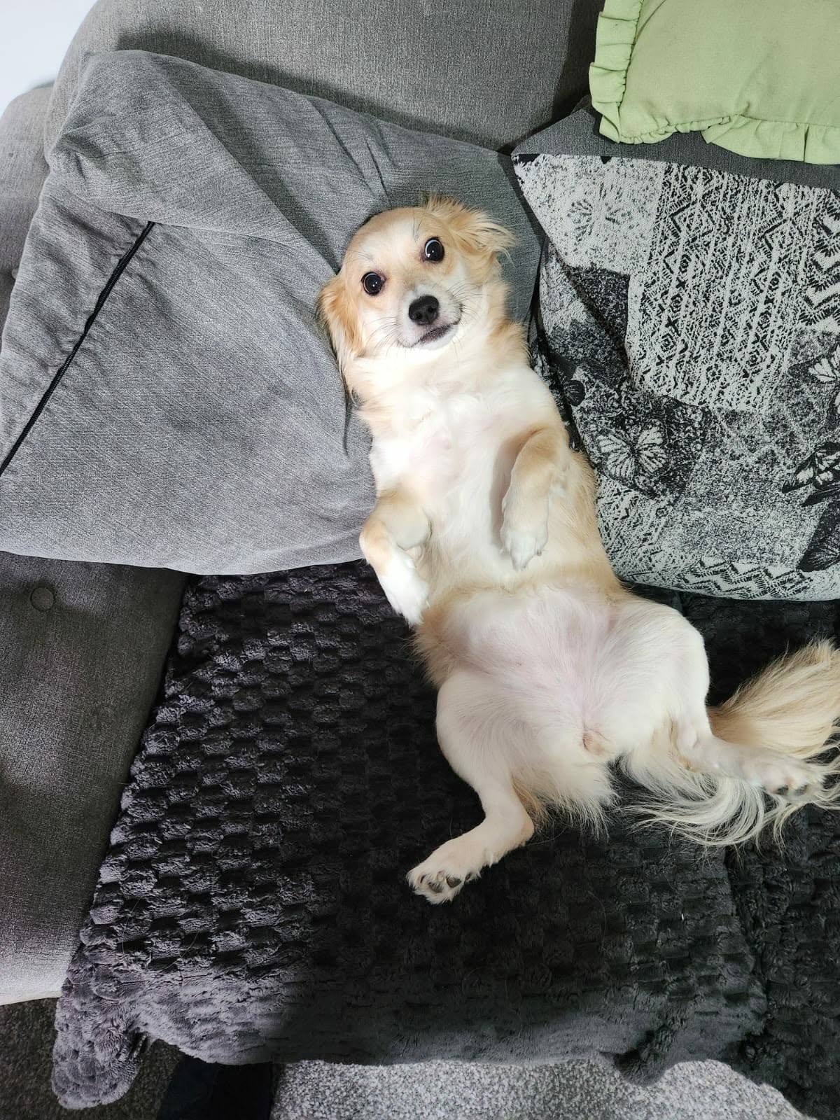 Delilah lying on the sofa, a loving girl looking for her forever home