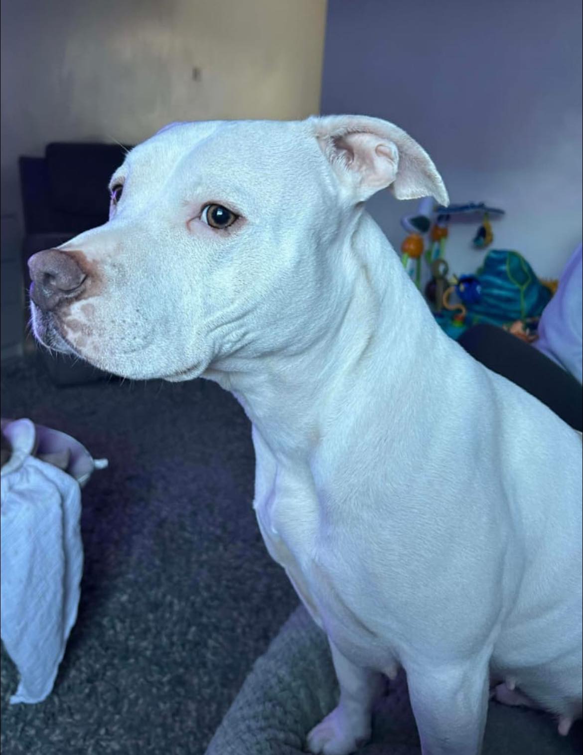 Ivy at Broken Halo Rescue