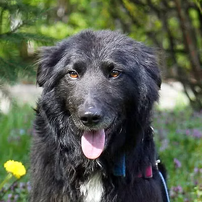 Jasper, one of the Broken Halo Rescue dogs