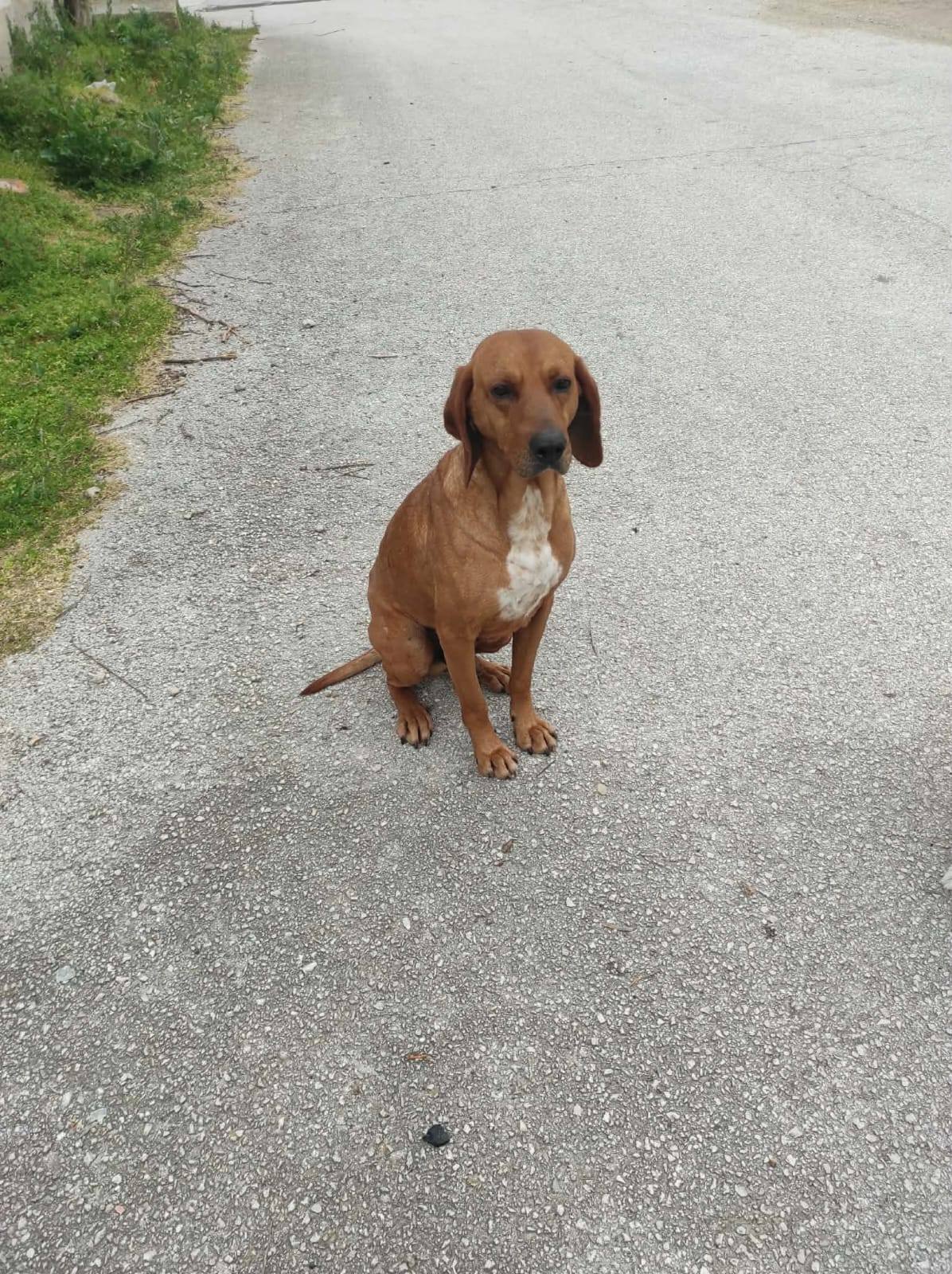 Lenny at Broken Halo Rescue
