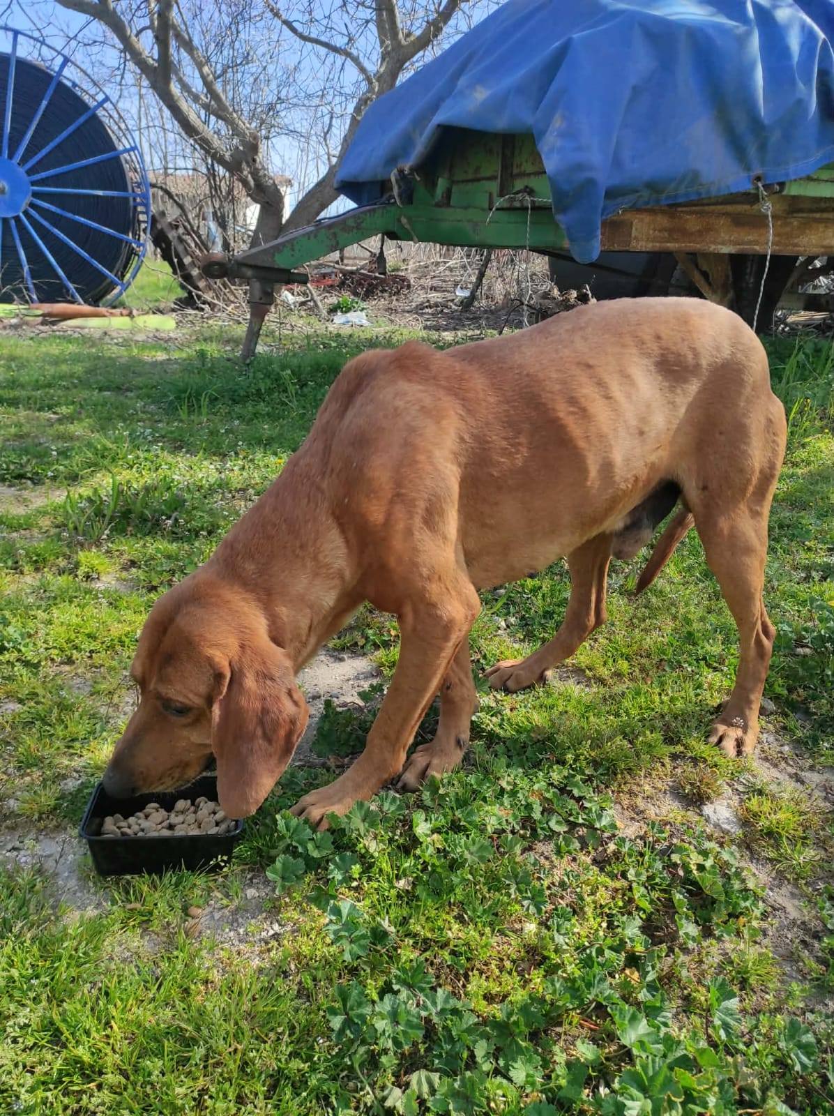 Lenny relaxing and looking for his forever home