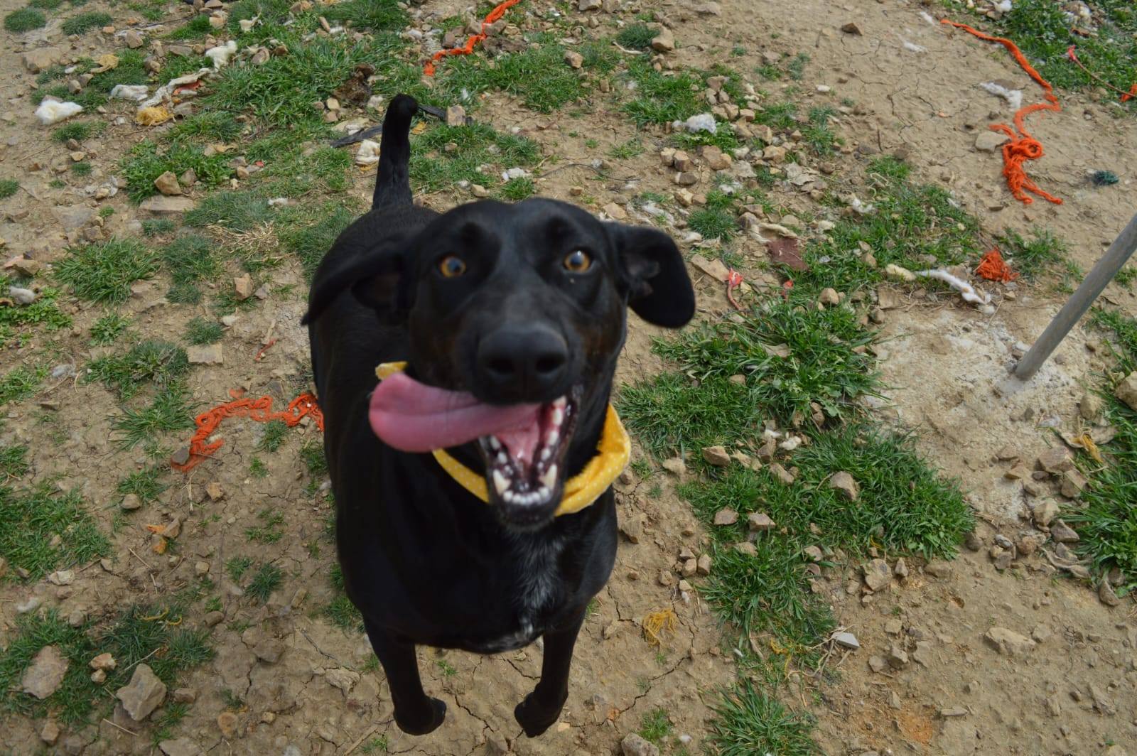 Lora at Broken Halo Rescue