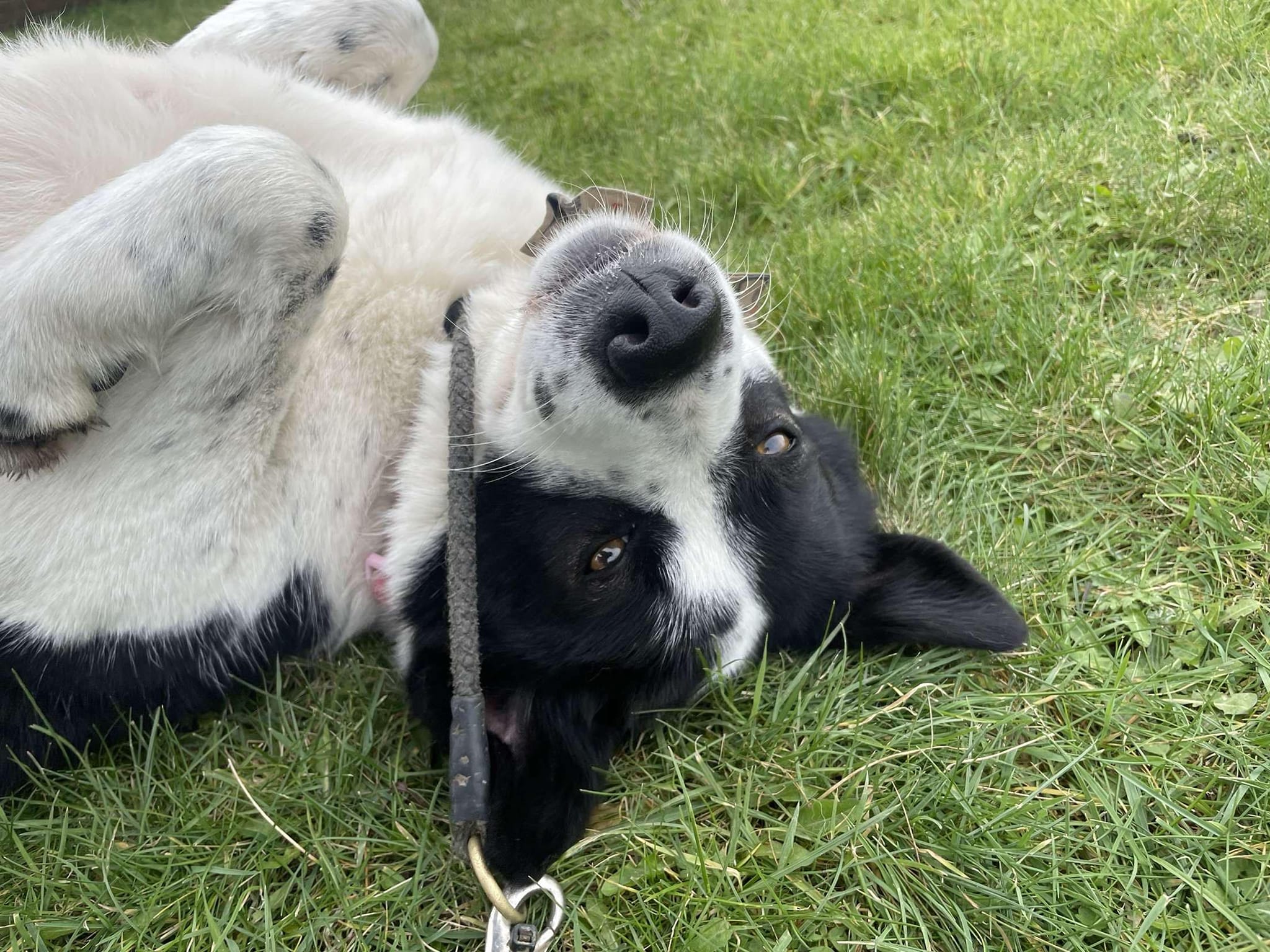 Louise at Broken Halo Rescue