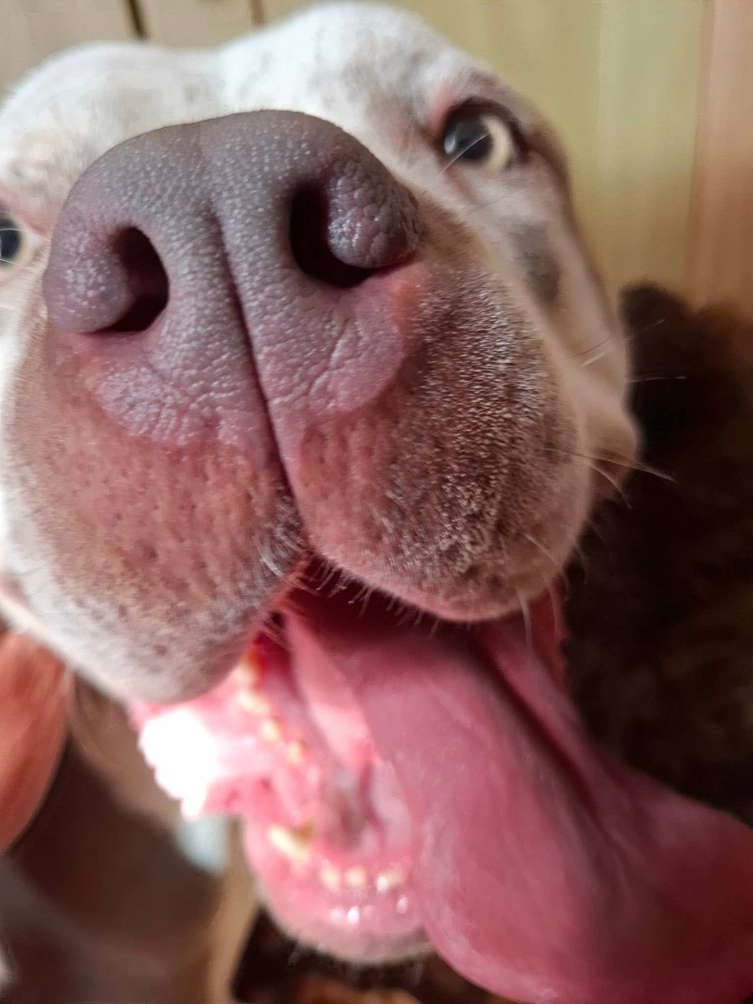 Marble at Broken Halo Rescue