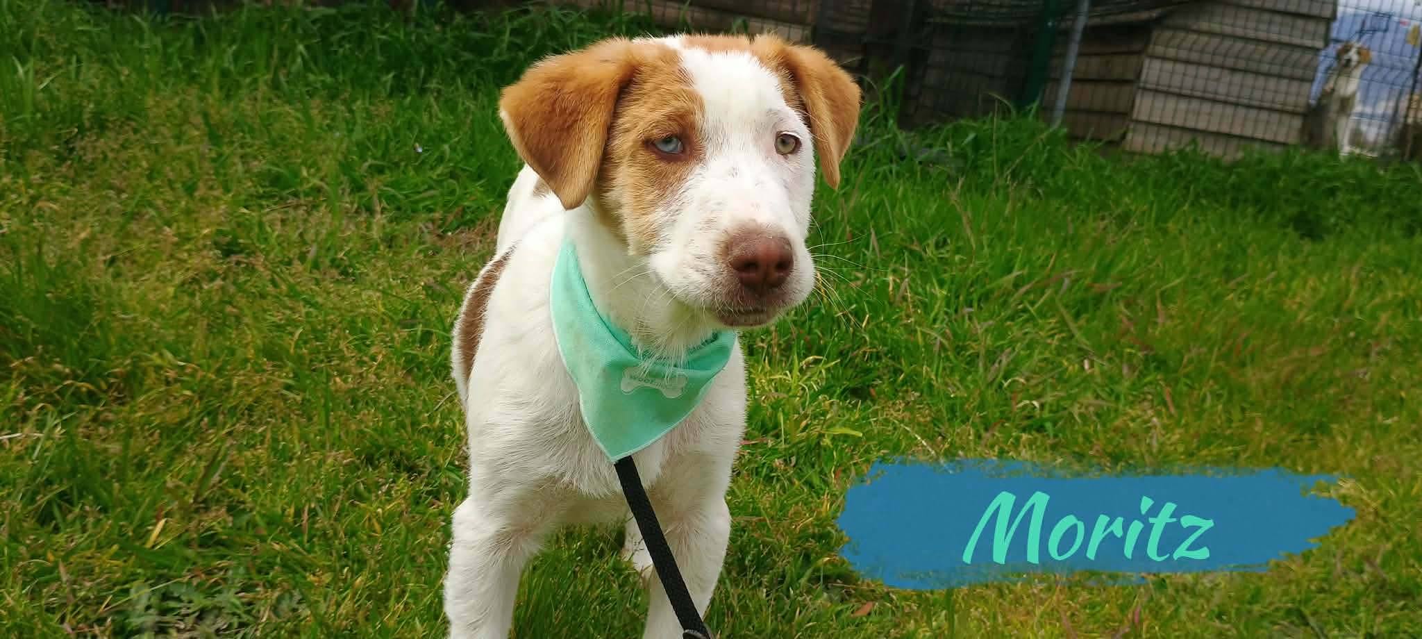 4 Puppies at Broken Halo Rescue