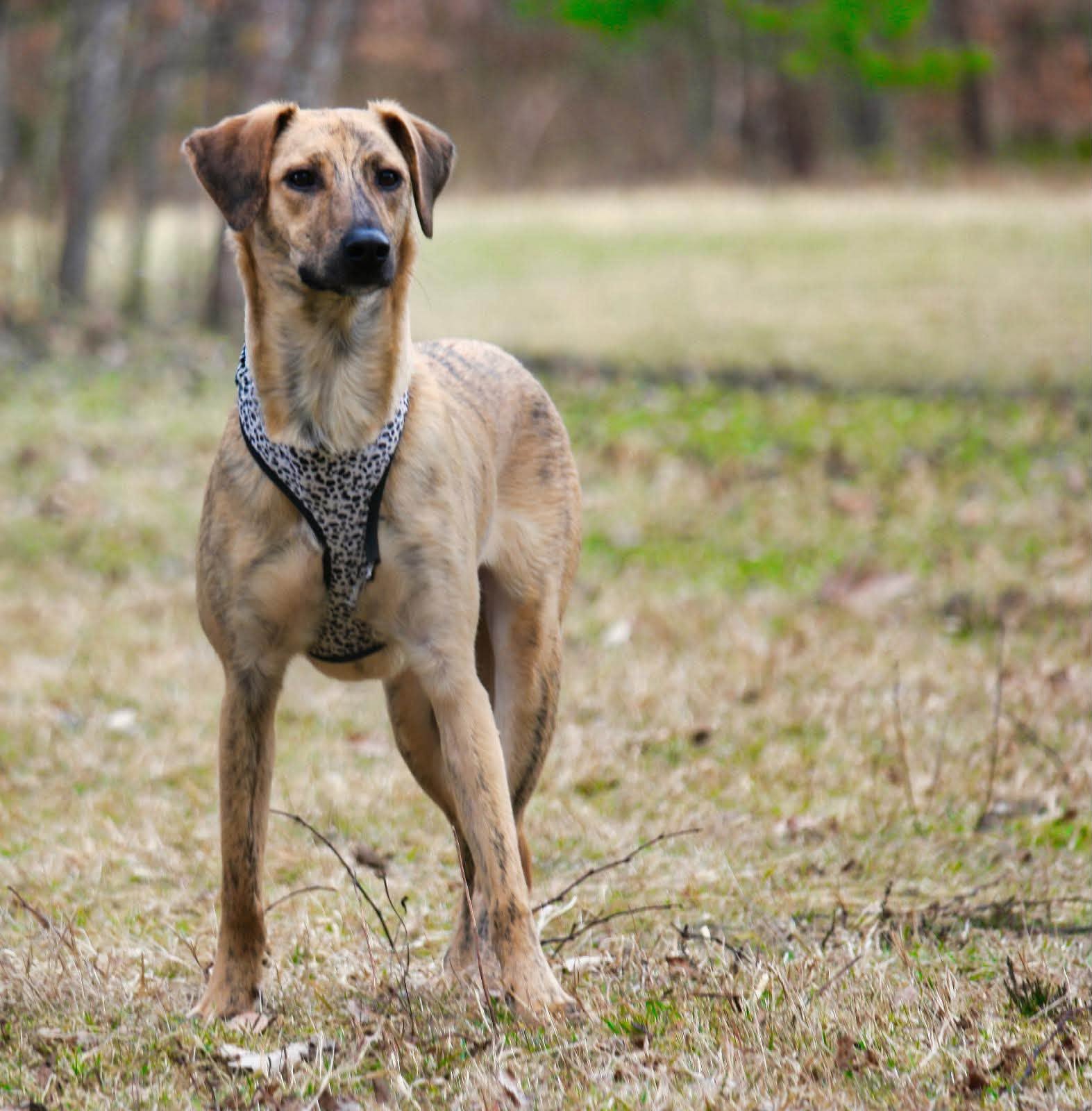 Nala at Broken Halo Rescue