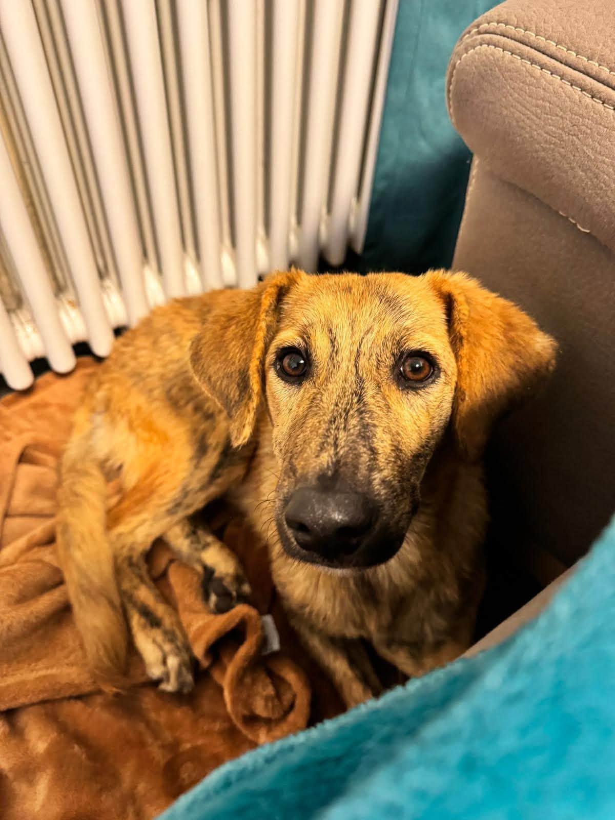 Nala, a gentle mixed-breed girl looking for her forever family