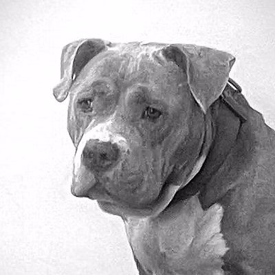 Narla, rescue dog needing care