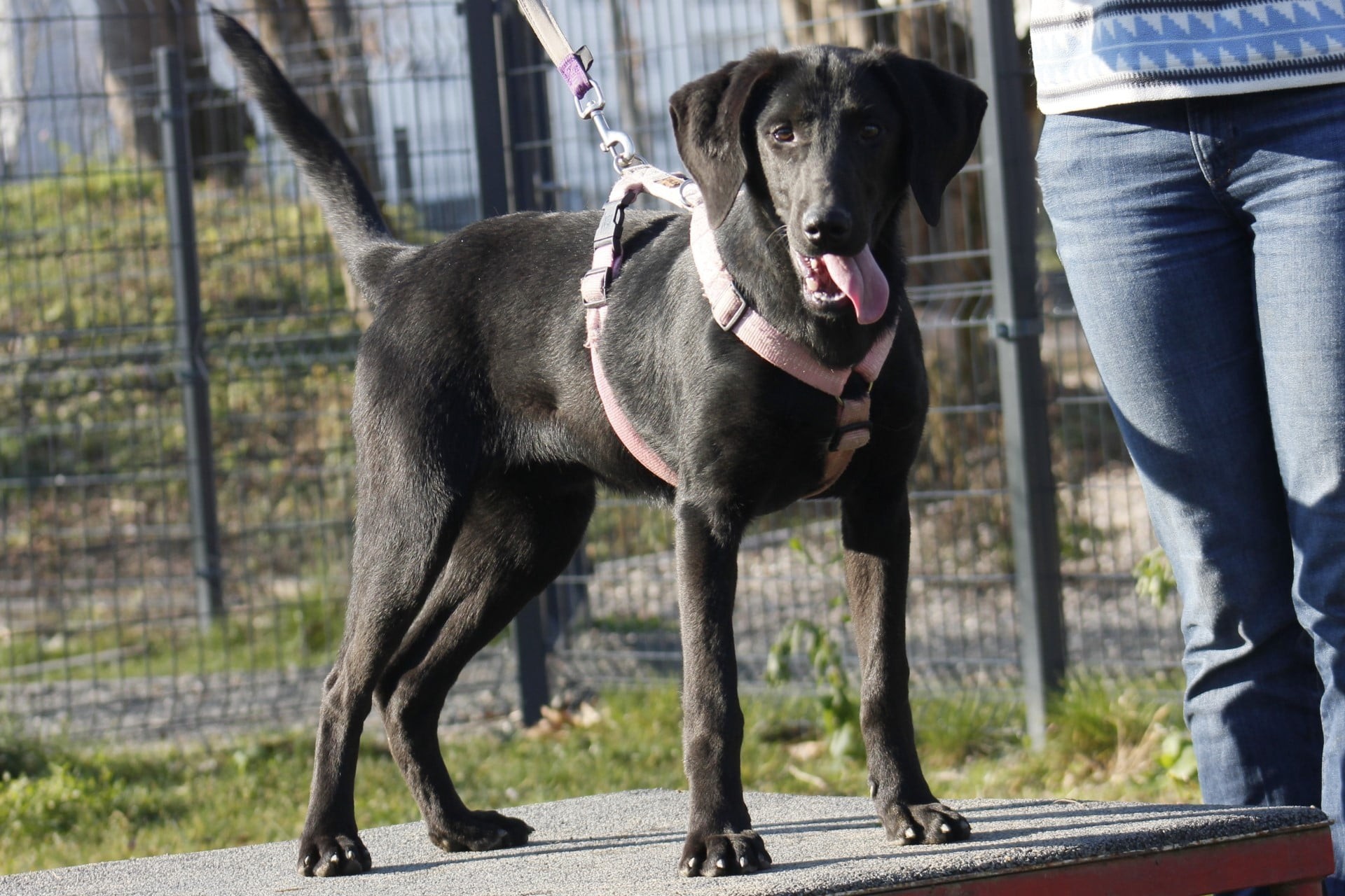 Oliver, a young Labrador mix rescue dog from Bosnia