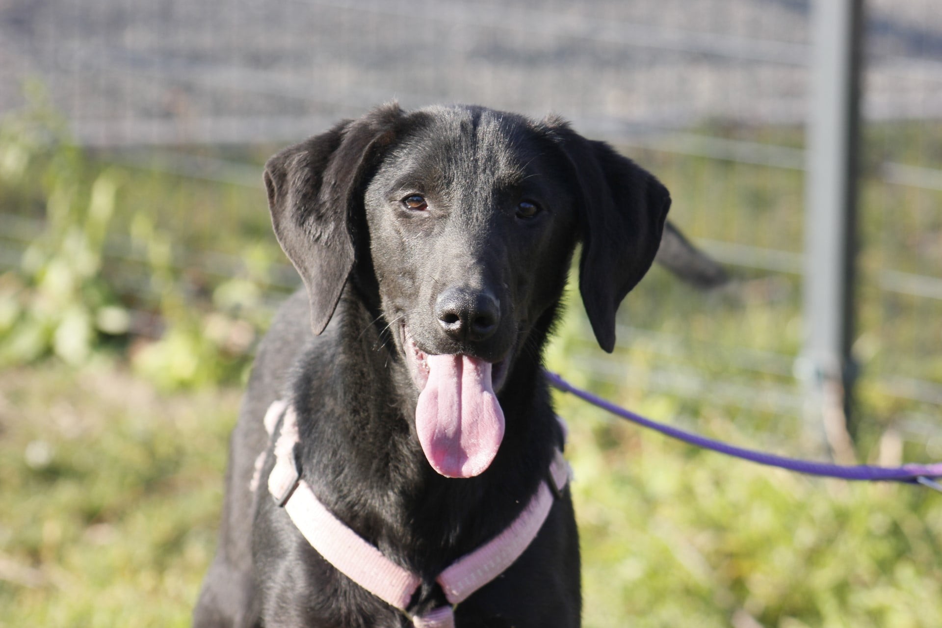 Oliver at Broken Halo Rescue