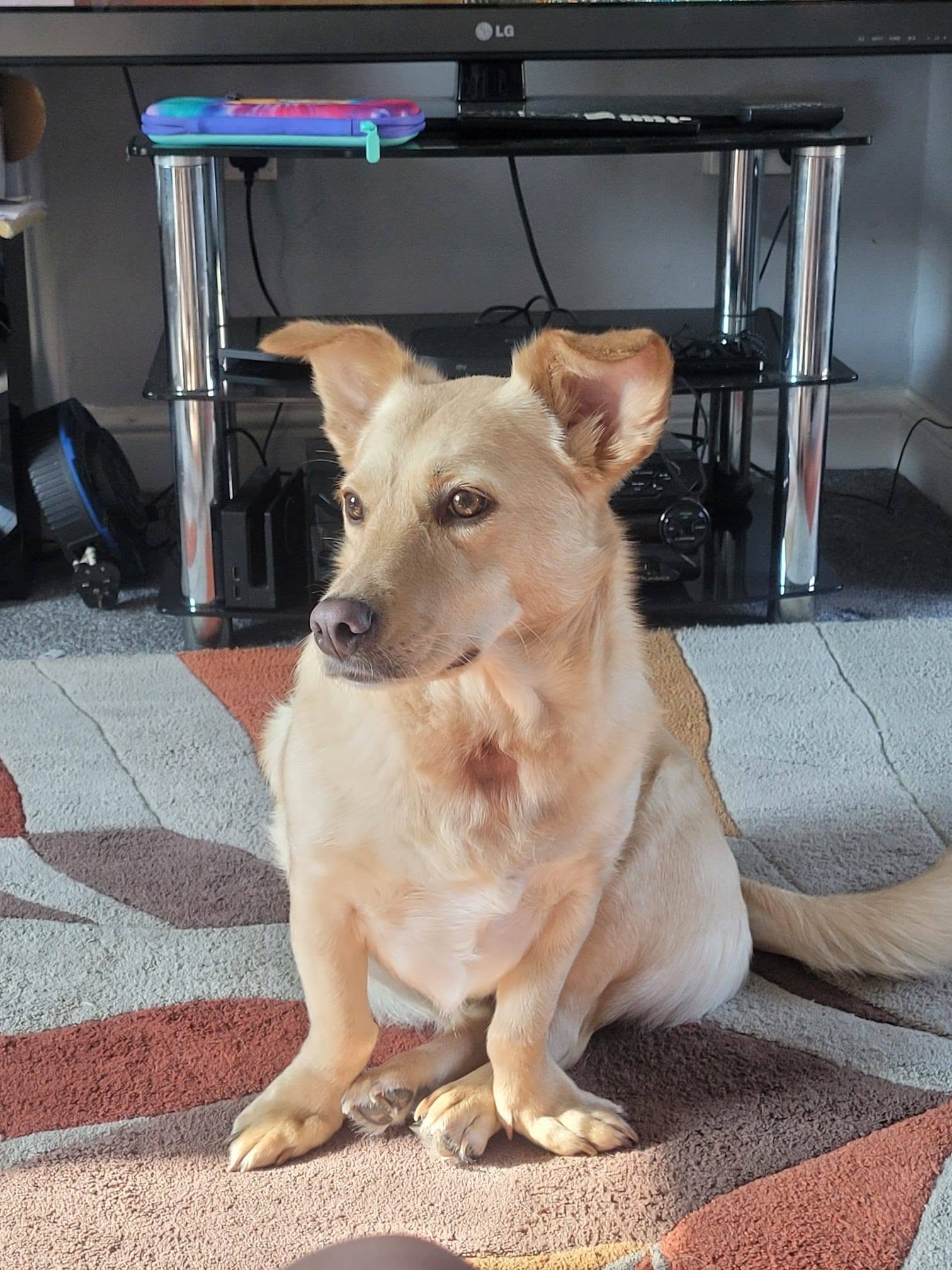 Pixie, a nearly 4-year-old Labrador mix urgently needing a foster home