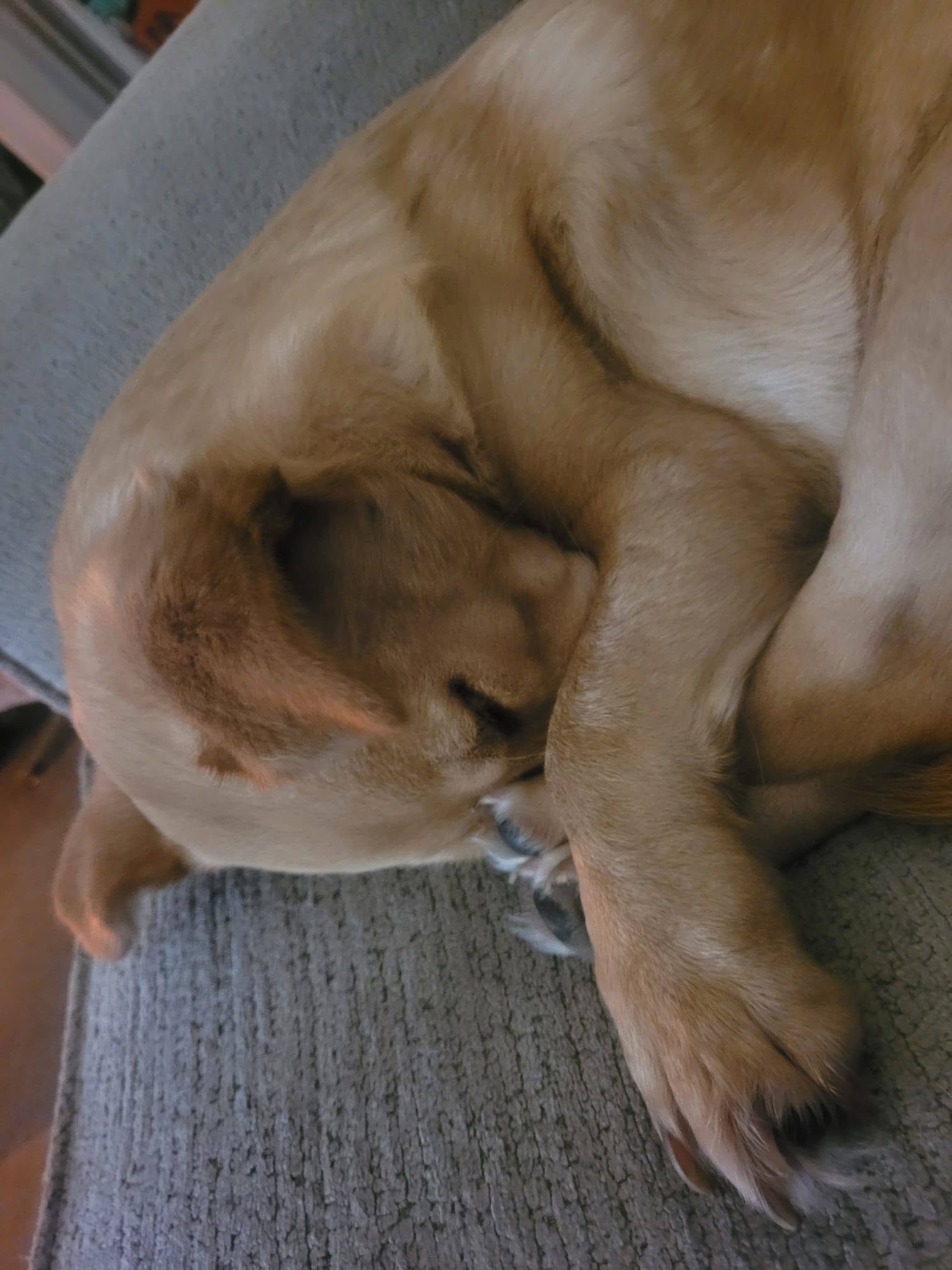 Pixie, a sweet Labrador mix looking for a foster home