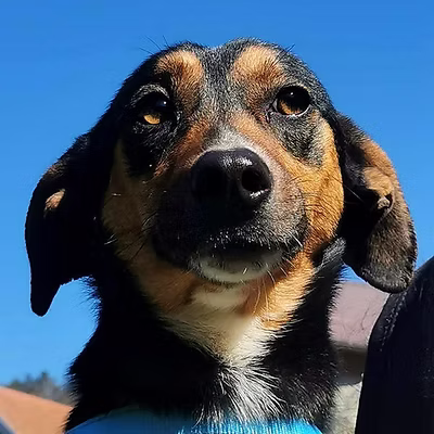Ringo