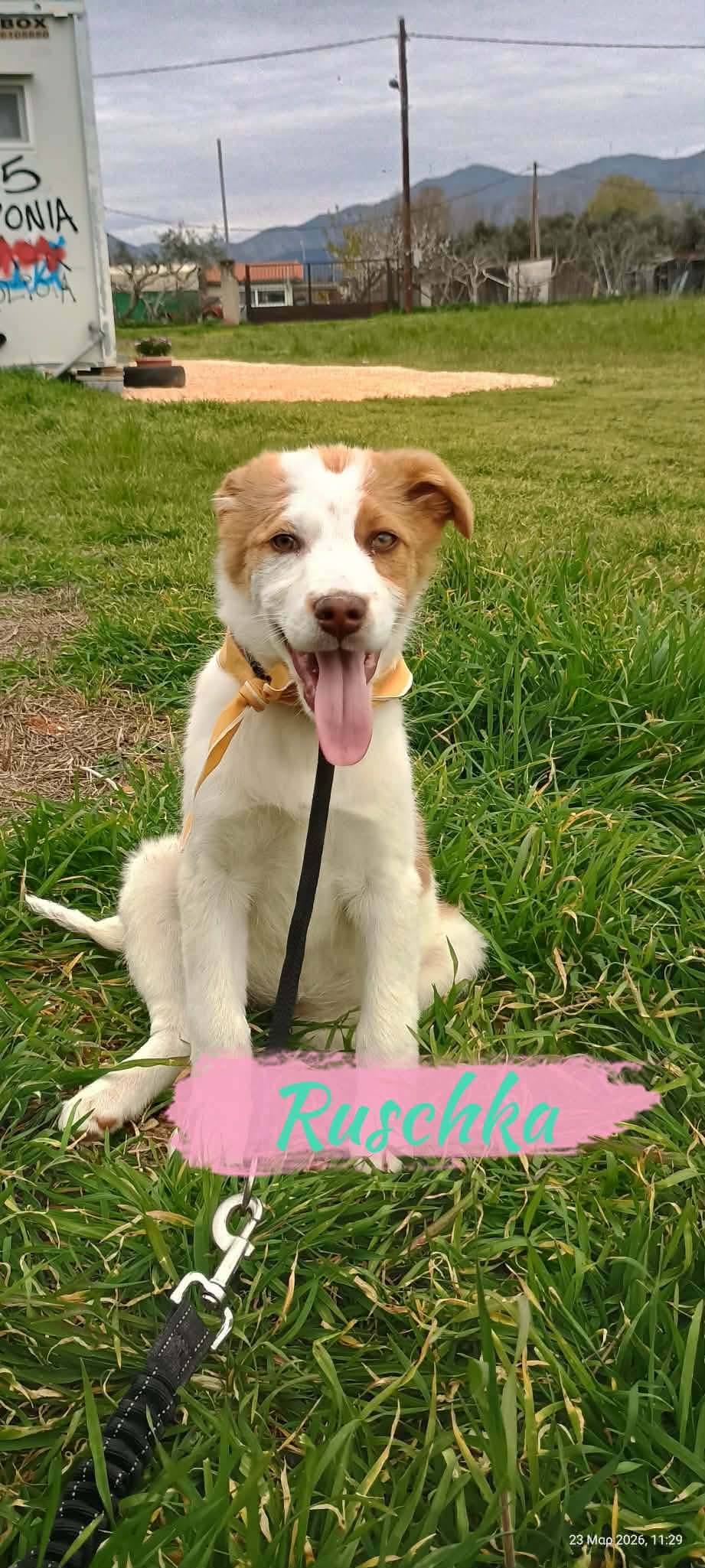 Ruschka, a puppy in Greece looking for a home