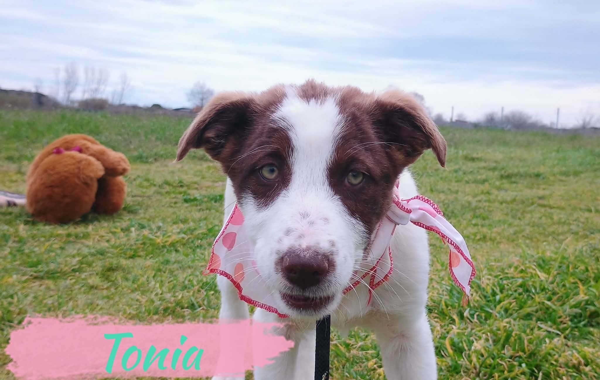Tonia, a puppy in Greece looking for a home