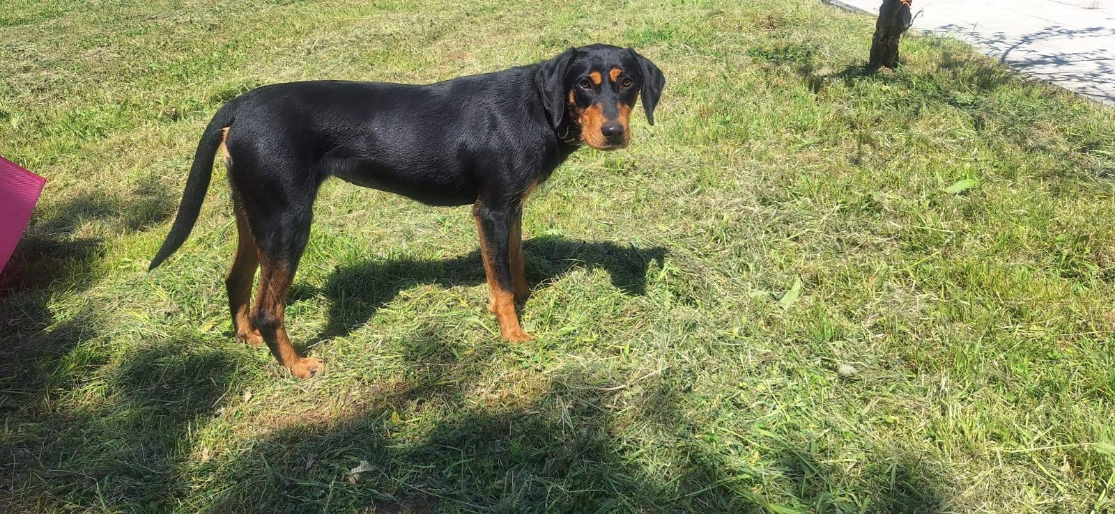 Volti, a young rescue dog from Greece