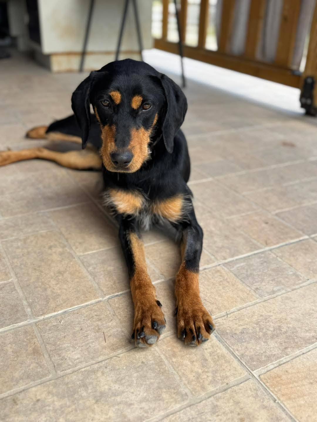 Volti at Broken Halo Rescue