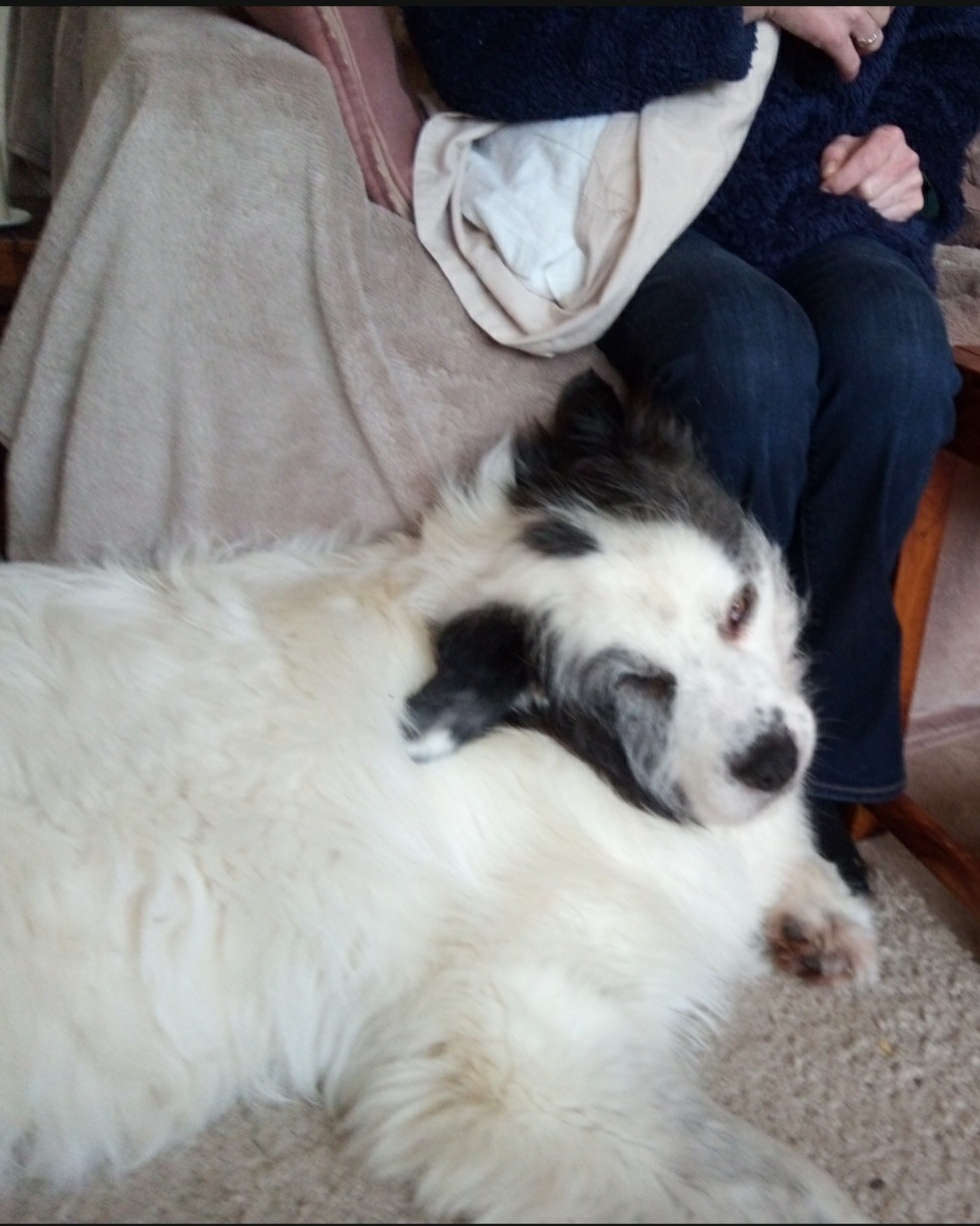 Zina, a fluffy senior shepherd mix