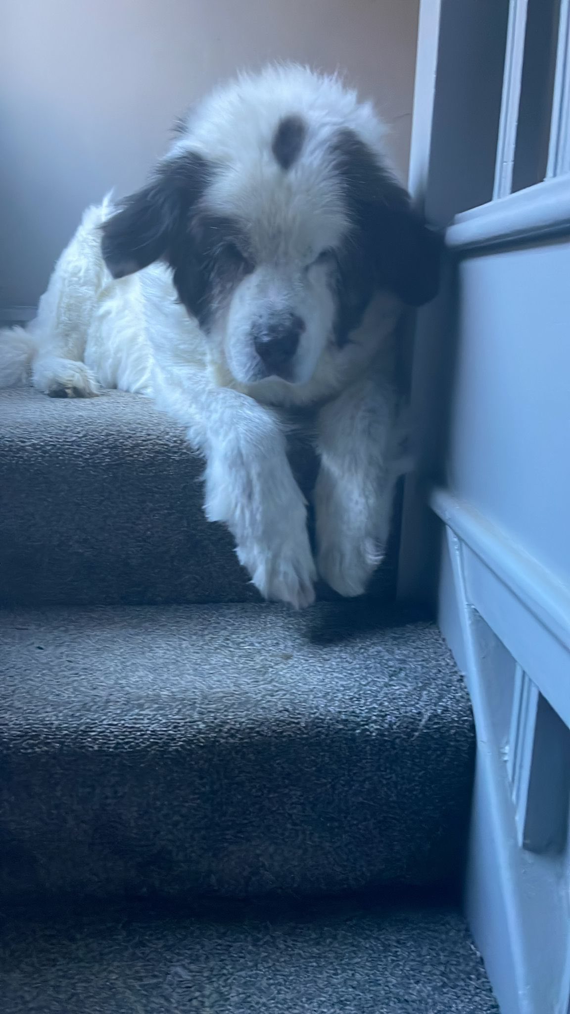 Zina looking gentle and affectionate