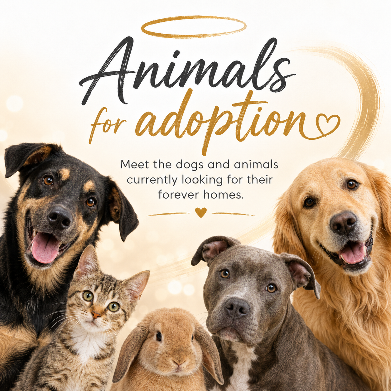 Animals for adoption