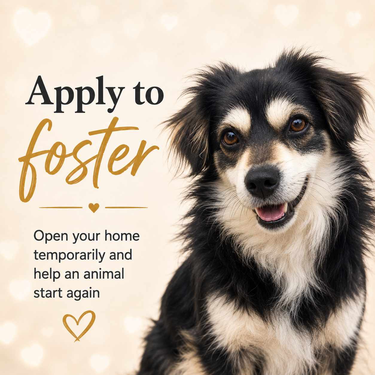 Apply to foster