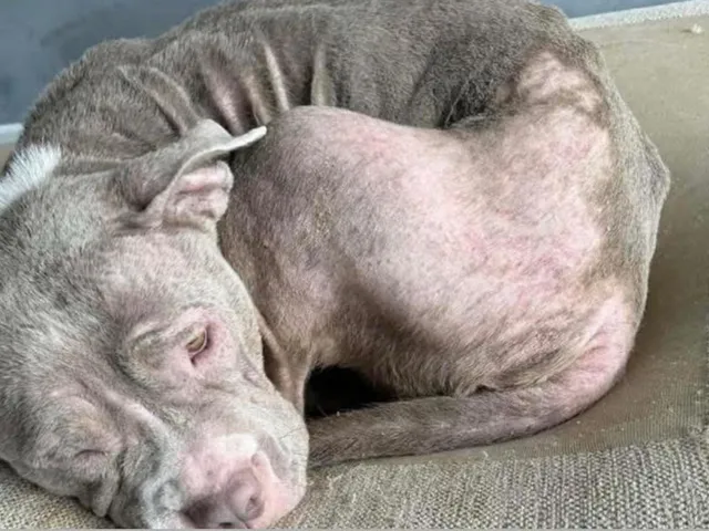 Emergency fundraising appeal for Broken Halo Rescue